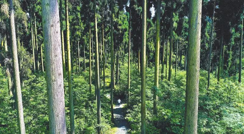 洪雅县国有林场国家储备林