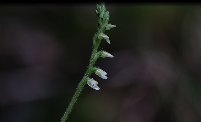 四川兰科植物2新记录种在卧龙被发现