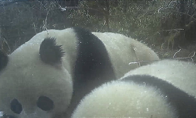绵阳安州片区：野生大熊猫活动影像