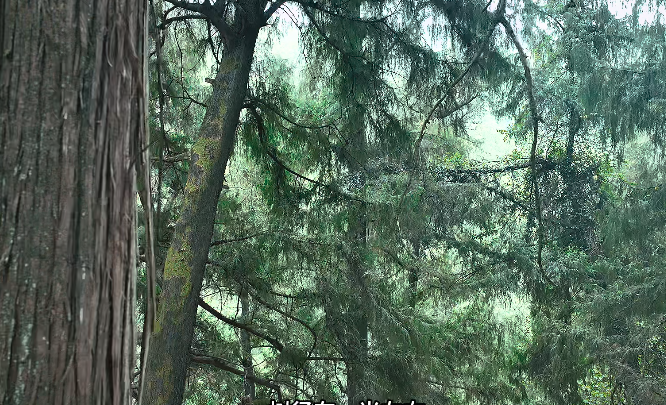 发现巴中①｜2000余株千年古柏！这处原...