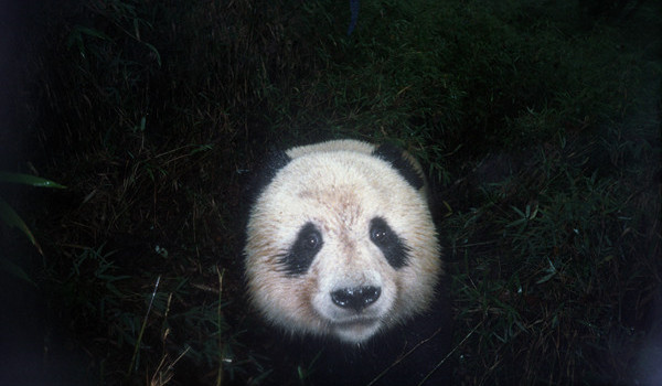 E:\u4fe1息9 25年 首张红外线相机拍摄的大熊猫照胶片照_副本_副本.jpg