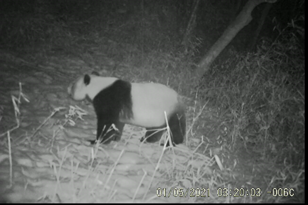 唐家河果子树沟拍摄到成年大熊猫个体视...